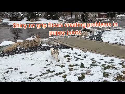 Central Asian shepherd puppy Nazira