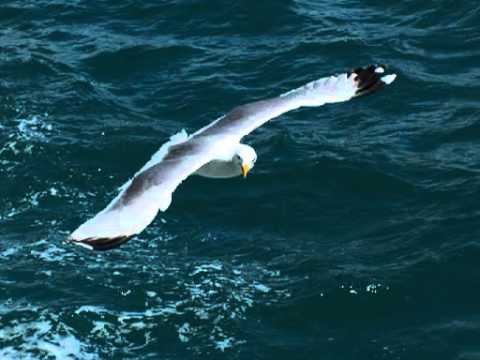 eren kazım akay başım boş