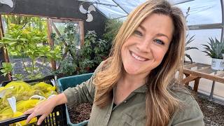 Potting 30 Amaryllis Bulbs & Leaf Cleanup!!! 😍🪴😍 // Garden Answer