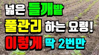 들깨 심은후 풀관리하는방법 알아보기, 들깨 왜 넓게 심을까요?