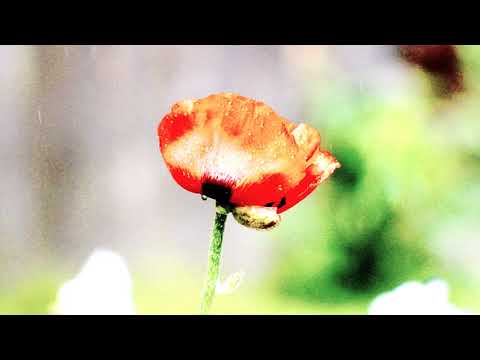 Beethoven's No. 6 Pastoral in Symphonic Nature