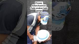 Download lagu Kebiri / Kastrasi pada anakan babi jantan #peternakanbabidibali #babicepatbesar #ternakbabi #pigcare mp3