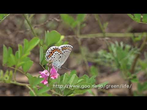 糠地バタフライガーデンの9月7日の蝶の飛翔（ミヤマシジミ）