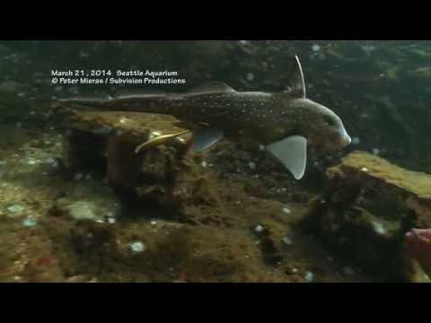 Ratfish (Hydrolagus colliei) laying eggs | Seattle Aquarium Dome