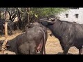 Buffalo Meeting Cow Meeting Breeding Season Meting