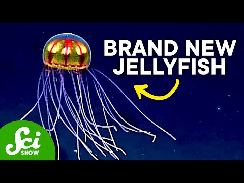 8 Strange New Deep Sea Creatures