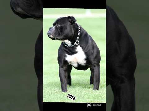 Bulldog 🦮🐕‍🦺#bulldog #animals #2023 #youtubeshorts