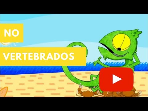 No Vertebrados | Camaleón
