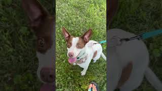 Video preview image #1 Rat-Cha Puppy For Sale in Cookeville, TN, USA
