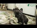 French Bulldog dogs for sale: Parker - Video 1
