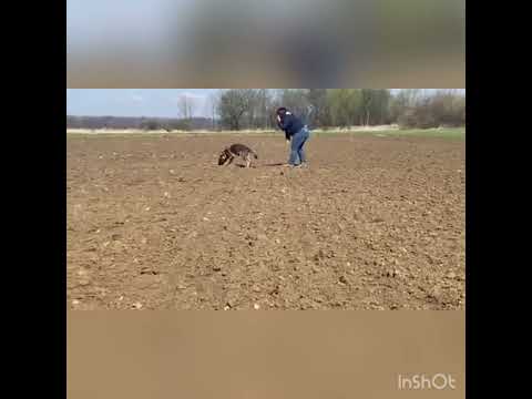 Nexx Zde-Sko (4 months, tracking)