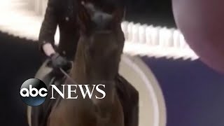 Download lagu Horse struts on runway at Chanel’s Paris Haute Couture show mp3 Download lagu Horse struts on runway at Chanel’s Paris Haute Couture show mp3