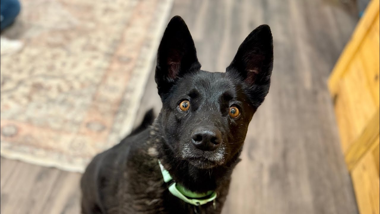 Enlarge Stormy Belle is your Soul Dog, a Adoptable mixed breed in Friendswood, TX video 2/6