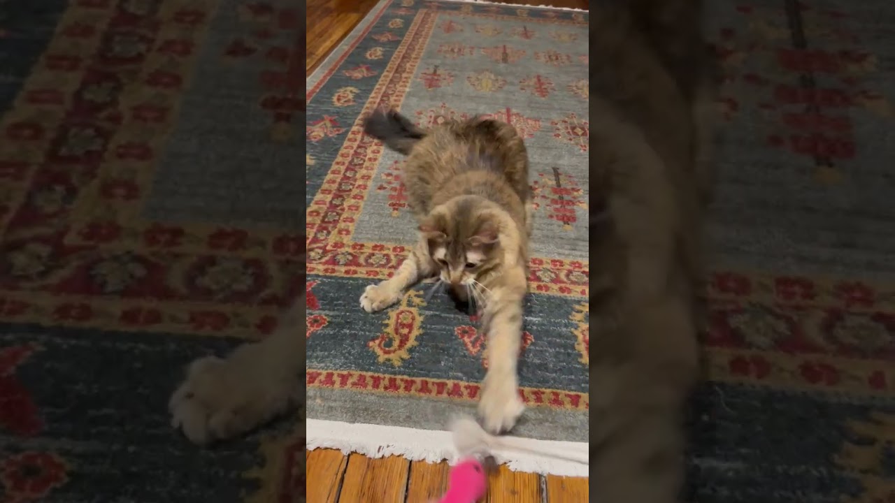 Enlarge Chai, an adopted Domestic Long Hair in Fairfax, VA video 6/6