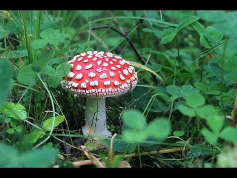 Psytrance live Dark forest people