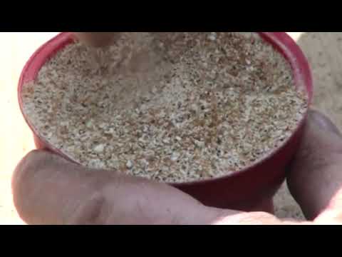 Growing Chrysanthemums with Alan