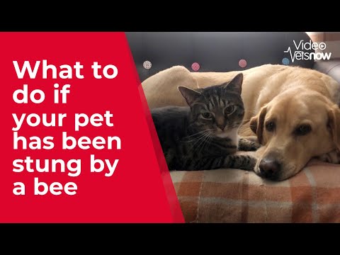 What to do if your dog gets stung by a bee or wasp