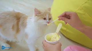 ごはんをたべる猫たち