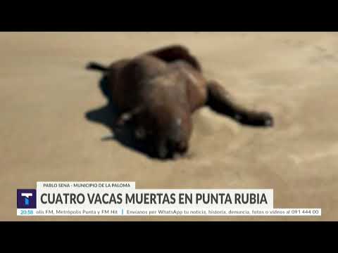 Encontraron 4 vacas muertas en la playa de Punta Rubia en el departamento de Rocha