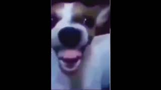 Dog Laughing Meme Original 1080p