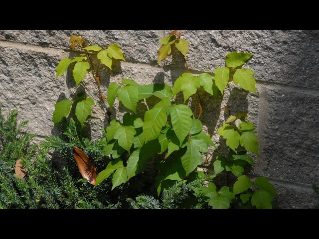 Videouttalande av Anacardiaceae Engelska