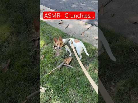 #asmr #asmrsounds #satisfying #satisfyingvideo - LAURA CWORSHIP #puppy #dog