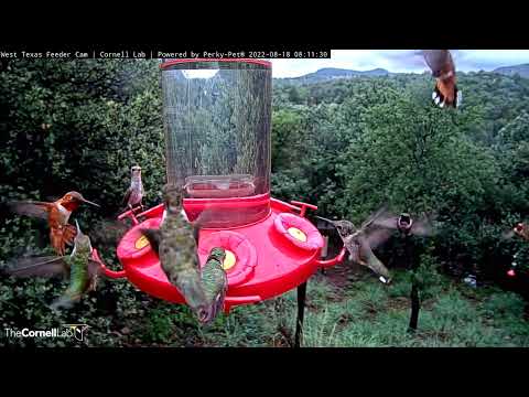 Two Hours of Hummingbird Zen From the Mountains of West Texas | August 18, 2022 | Cornell Lab