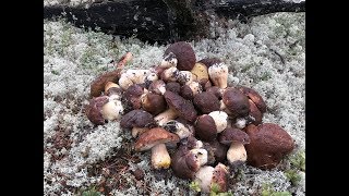Накануне ребята решали пойти ли завтра на рыбалку или в лес по грибы