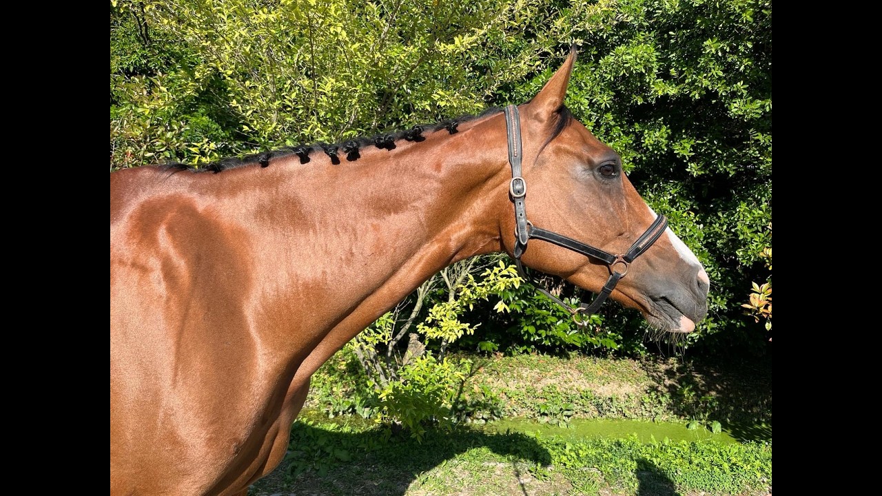 Calet (CASALLCO x CLINTON II) video 2