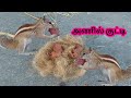 Anil Kutty Take Anil Anil Anil Kungi Cute Anil Kutty Anil Valarppu Anil Kutty அணில் கு