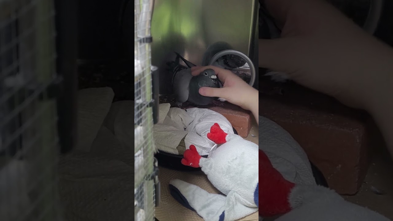 Slayer, a Adoptable mixed breed in Poughkeepsie, NY video 3/3