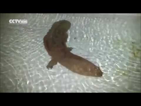 巨大な古代サンショウウオが発見される