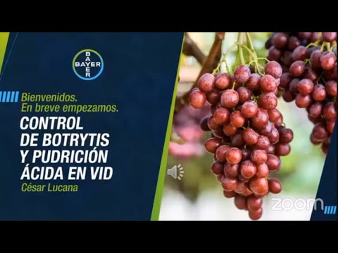 , title : 'Control de Botrytis y pudrición ácida en vid | Agro Bayer Perú'