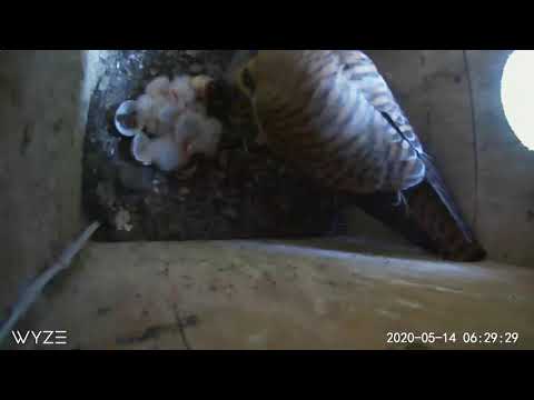 Five kestrel hatchlings