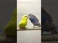 Budgie Breeding And Mating Sounds