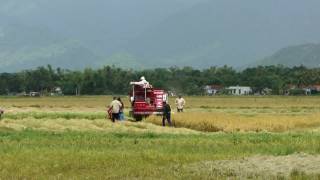 preview picture of video 'Gặt Lúa'