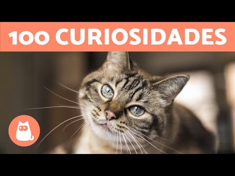 100 CURIOSIDADES sobre los GATOS que te sorprenderán 🐱🐾