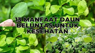 Daun Beluntas, 13 Manfaat Daun Beluntas untuk Kesehatan
