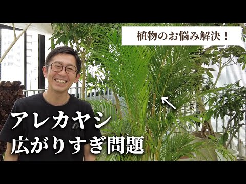 ゴールデンフルーツヤシ、アレカヤシ 植物