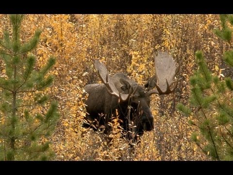 Moose Hunt - Chasse Orignal Yukon 7