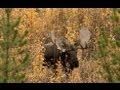 Moose Hunt - Chasse Orignal Yukon 7