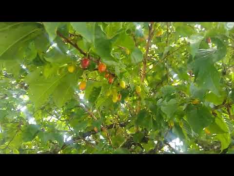 Ipê rosa capão alto sc 