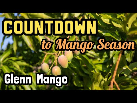 Countdown to Mango Season 2024 | 'Glenn' Mango