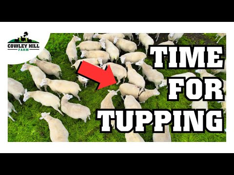 THE TUPS ARE OUT... It's TUPPING time