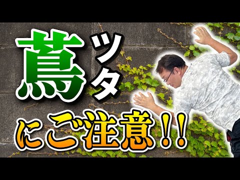 ツタの植物 植物