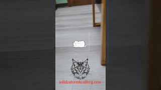 Maine Coon kitten well check up!