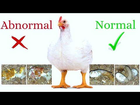 鶏の下痢を止める方法（鶏の糞や鶏の糞に含まれる下痢の兆候とシグナル）