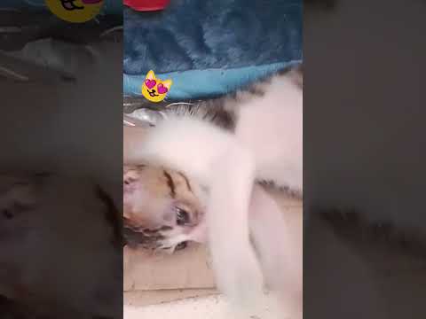 #cat #cute #pets #everyone