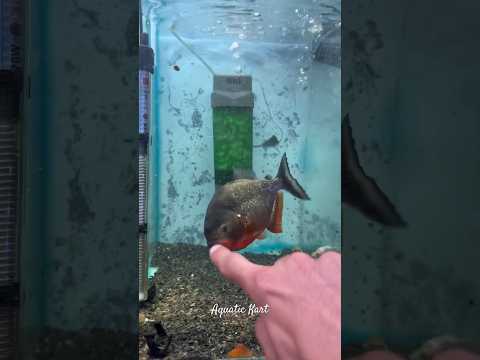 Red belly piranha bite ! #redbellypiranha #piranha #fish #aquarium #fishfeeding #aquariumfish