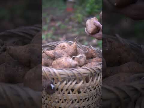 Sweet potato flour Recipe | Unlocking the Secret Benefits of Sweet Potato Flour